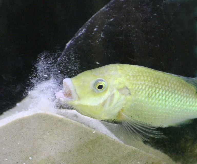 Unga Cichlid earth-eating