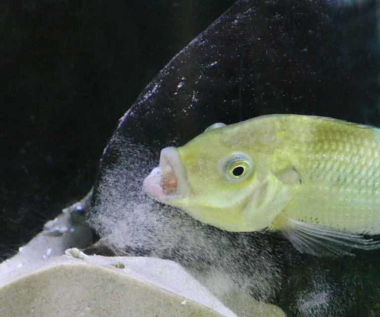 Unga Cichlid earth-eating