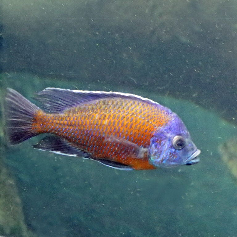 Borleyi Cichlid