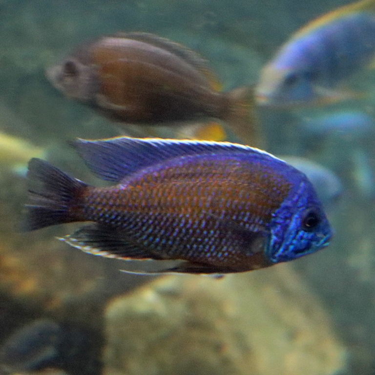 Borleyi Cichlid