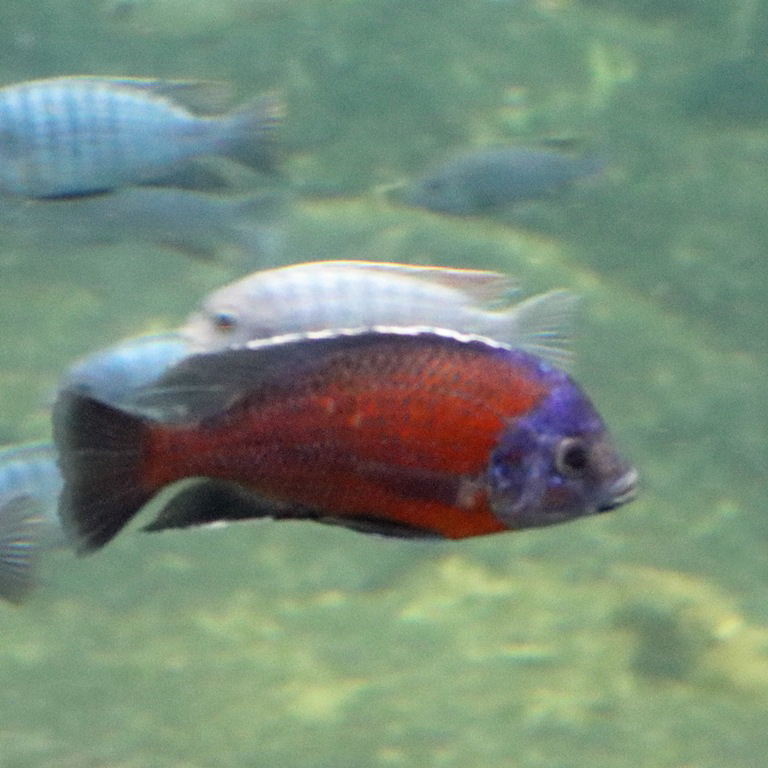 Borleyi Cichlid