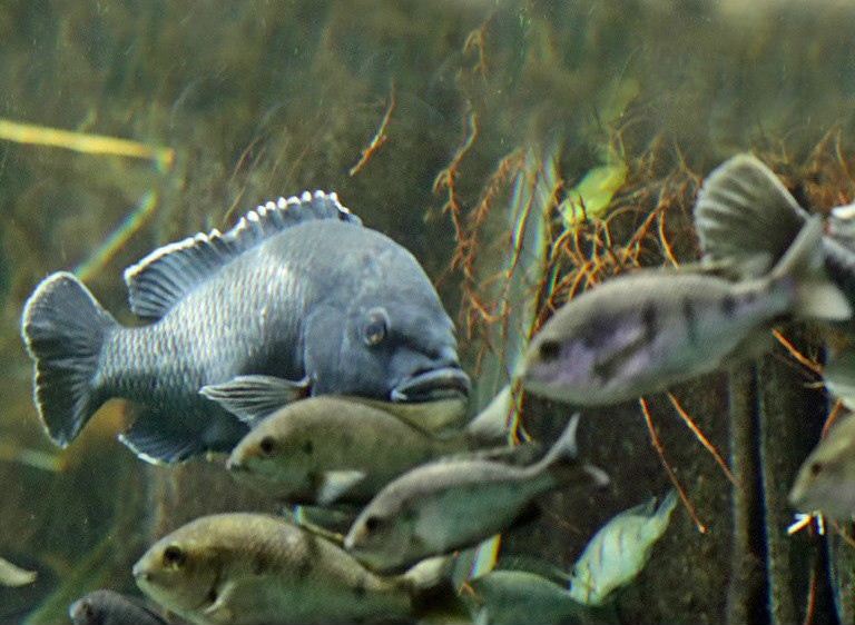 Chambo Tilapia