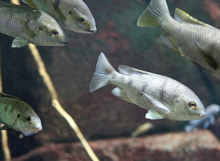 Chambo Tilapia