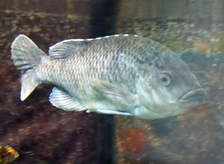 Chambo Tilapia