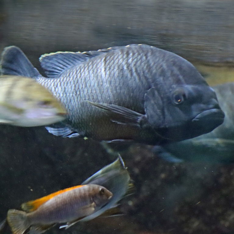 Chambo Tilapia