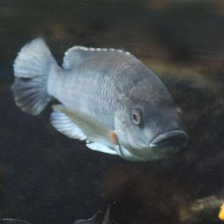 Chambo Tilapia