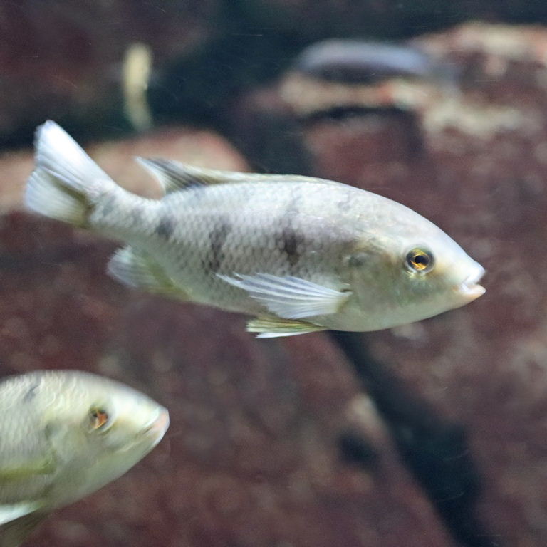 Chambo Tilapia