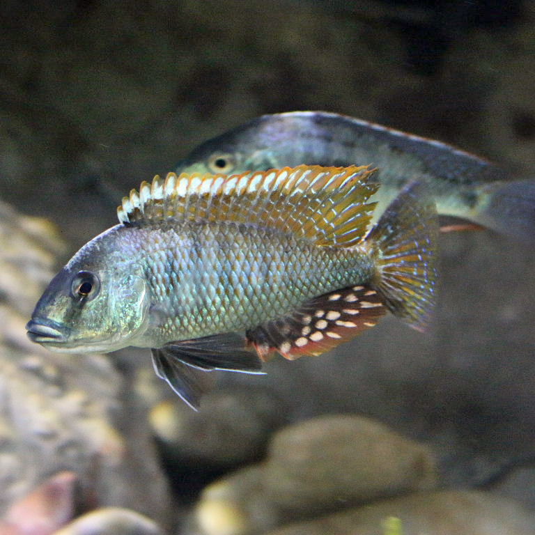 Lethrinops sp. chilingali Cichlid