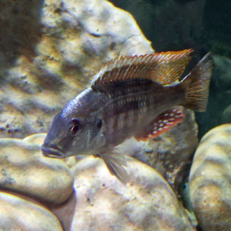 Chilingali Sandeater