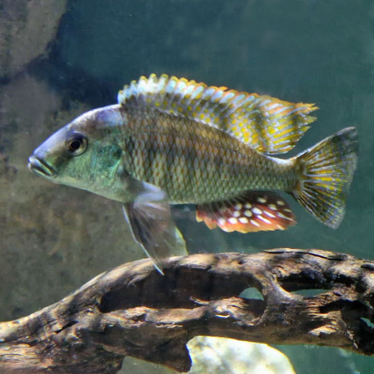 Lethrinops sp. chilingali Cichlid male