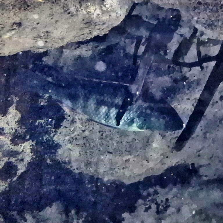 Lethrinops sp. chilingali Cichlid female