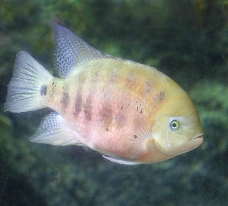 Chisel-toothed Cichlid
