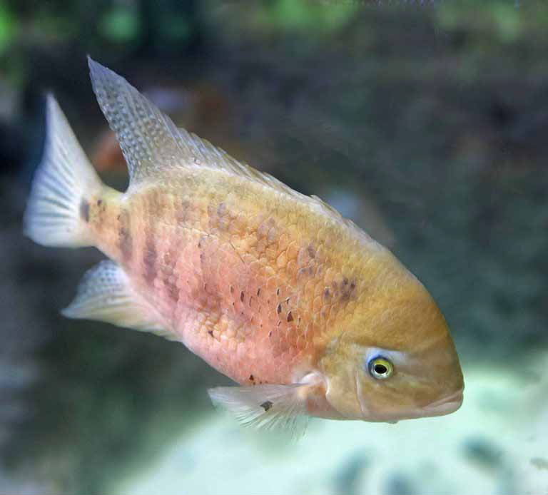 Chisel-toothed Cichlid
