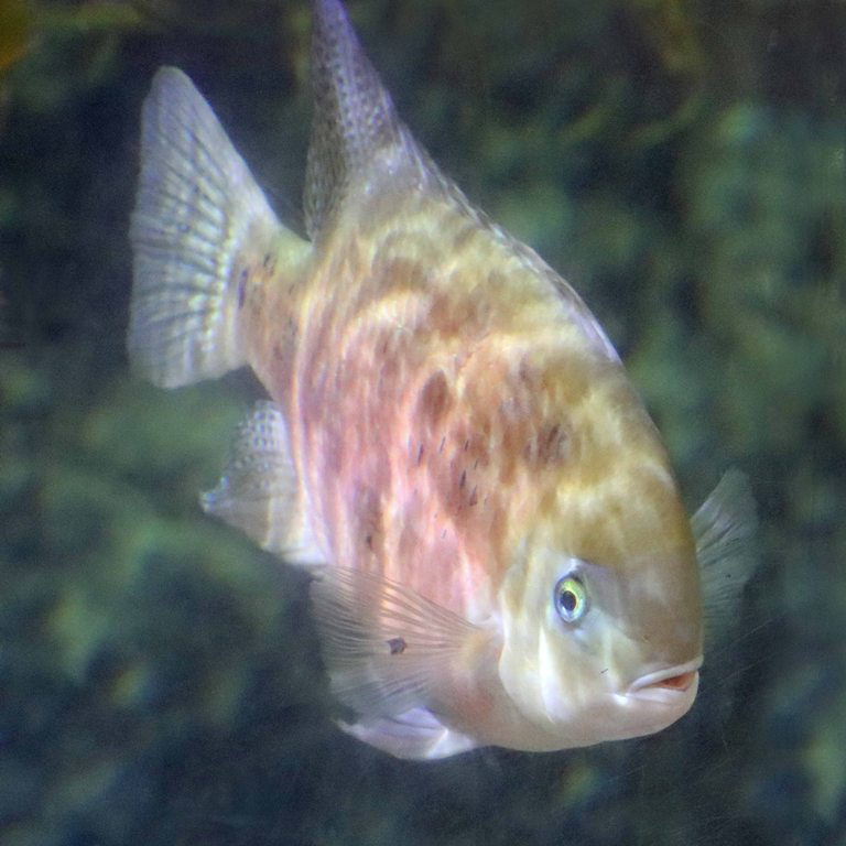 Chisel-toothed Cichlid