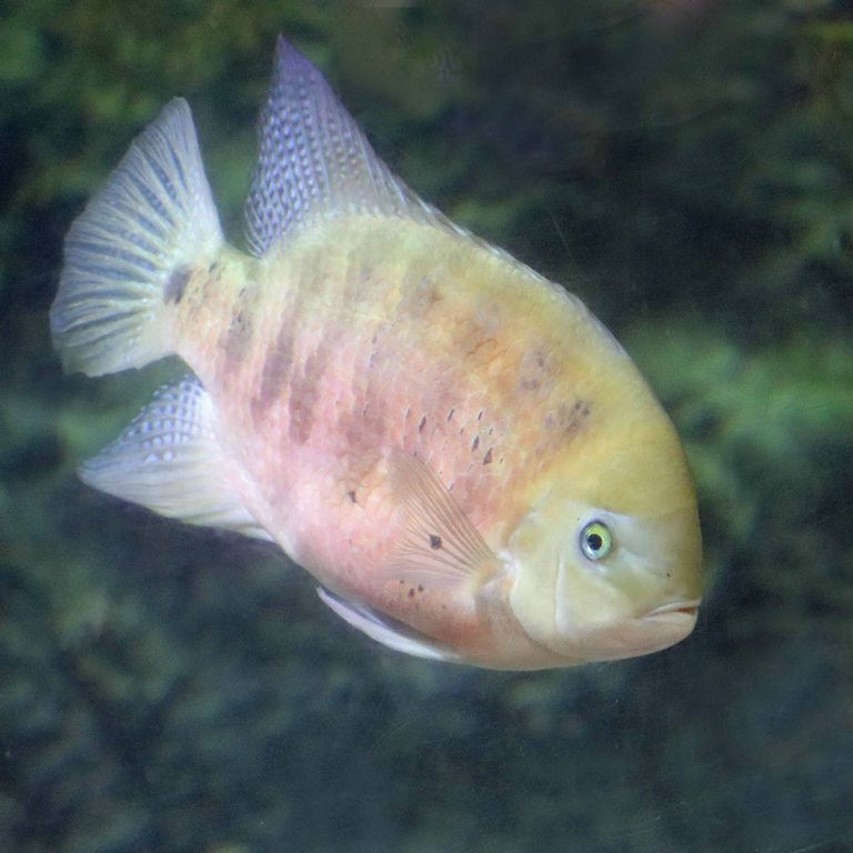 Chisel-toothed Cichlid