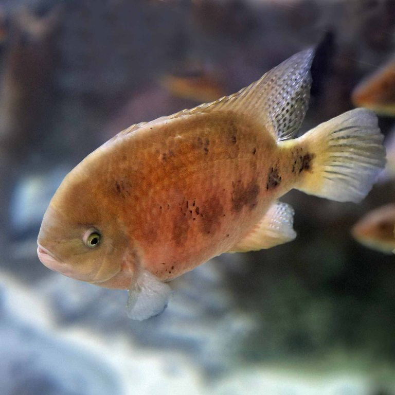 Chisel-toothed Cichlid