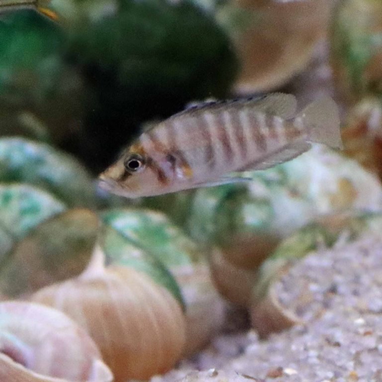 Sumbu Shell