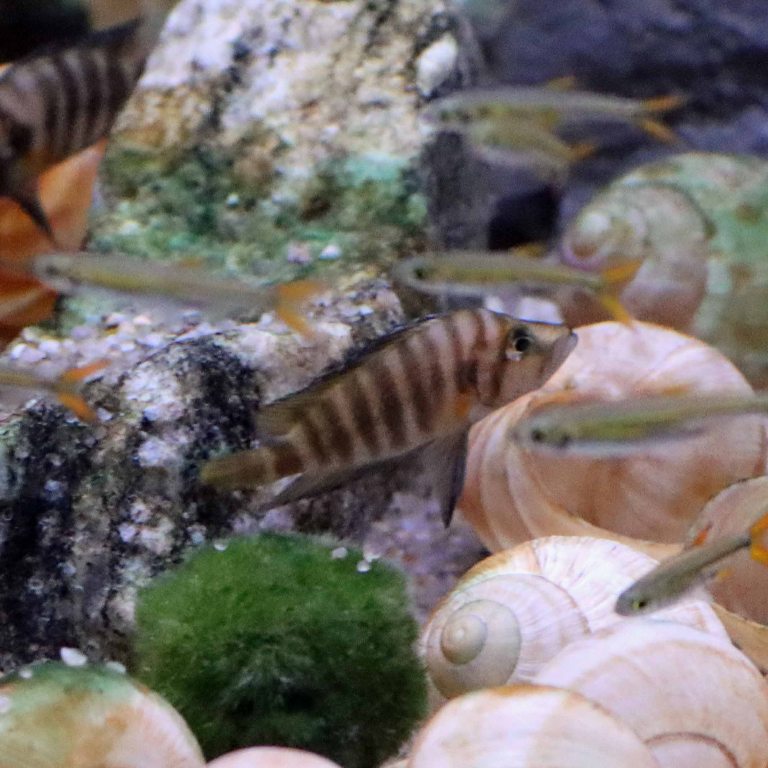 Sumbu Shelldweller