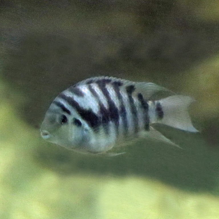 Convict Cichlid