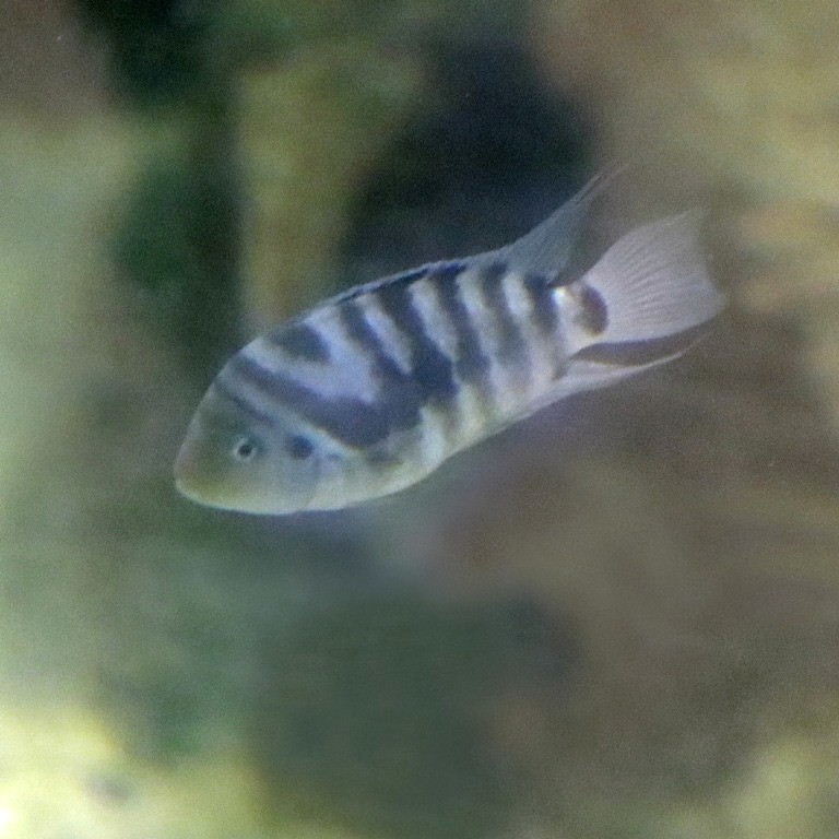 Convict Cichlid