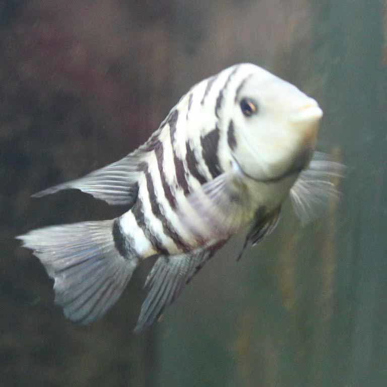 Convict Cichlid