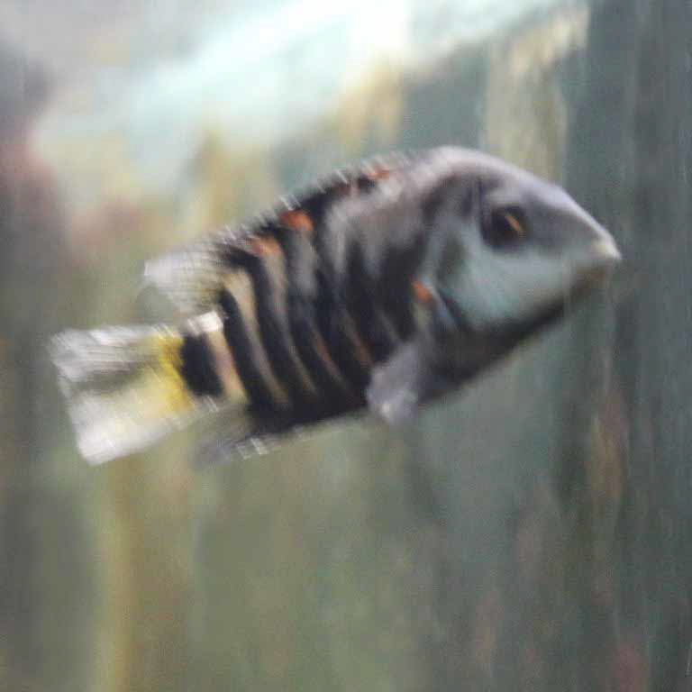 Convict Cichlid