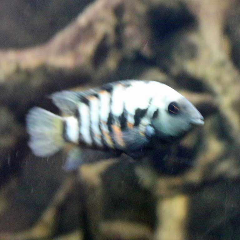 Convict Cichlid