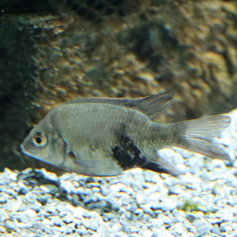 Loiselle's Malagasy Cichlid