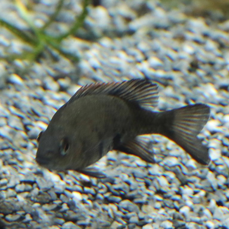 Loiselle's Malagasy Cichlid