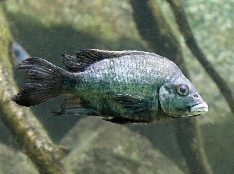 Loiselle's Malagasy Cichlid