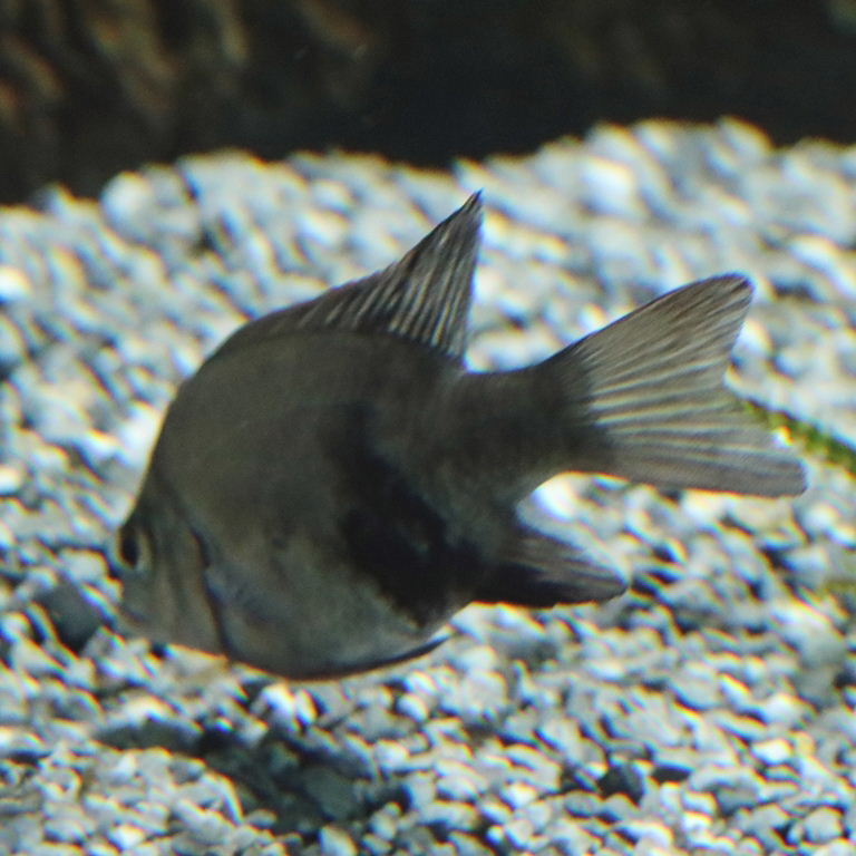 Loiselle's Malagasy Cichlid