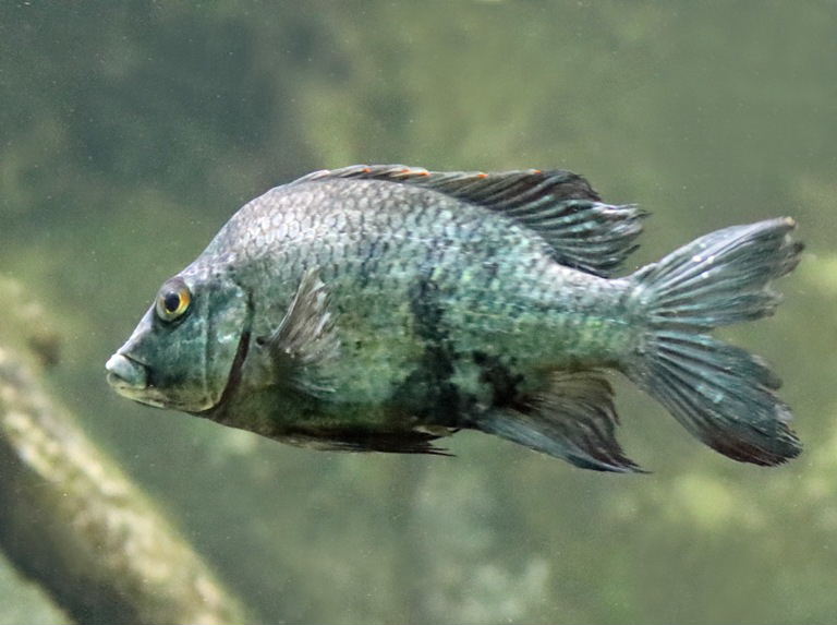 Loiselle's Malagasy Cichlid