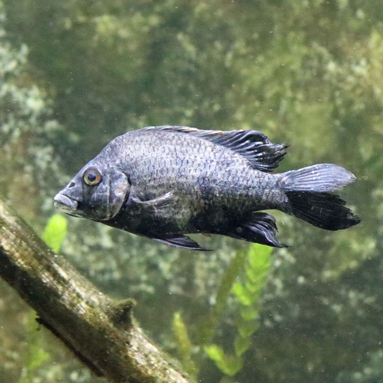 Loiselle's Malagasy Cichlid