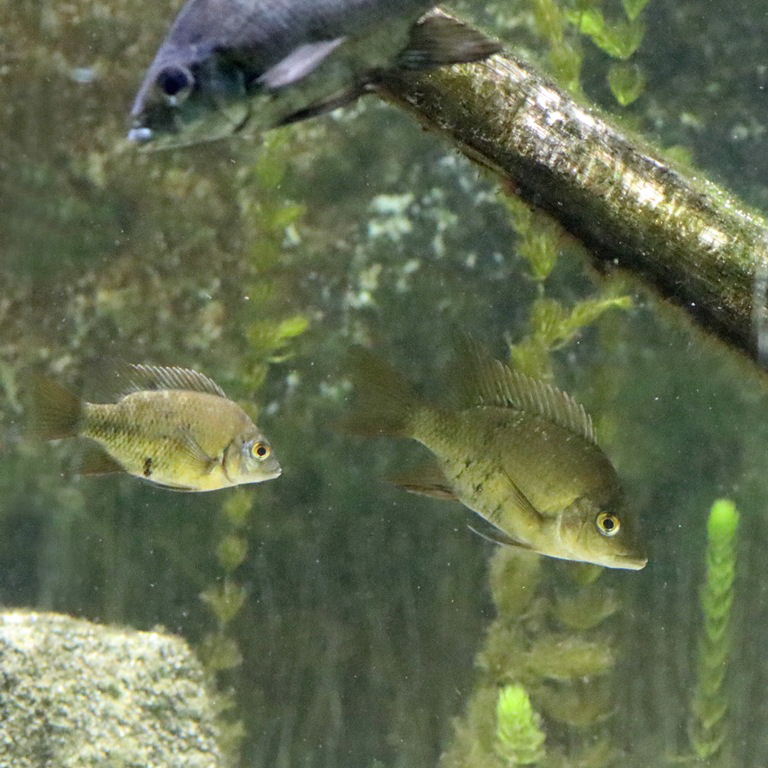 Loiselle's Malagasy Cichlid