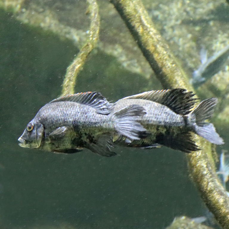 Loiselle's Malagasy Cichlid