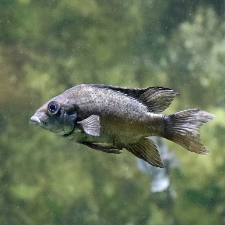 Loiselle's Malagasy Cichlid