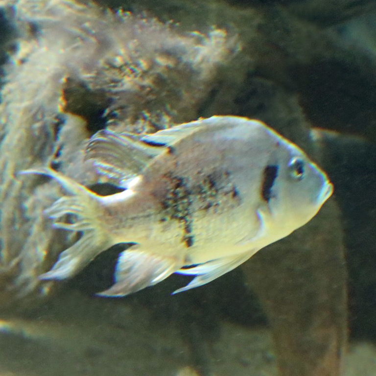 Nosy Be Cichlid