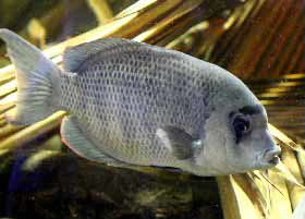 Pinstripe Damba