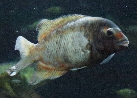 Kotsovato