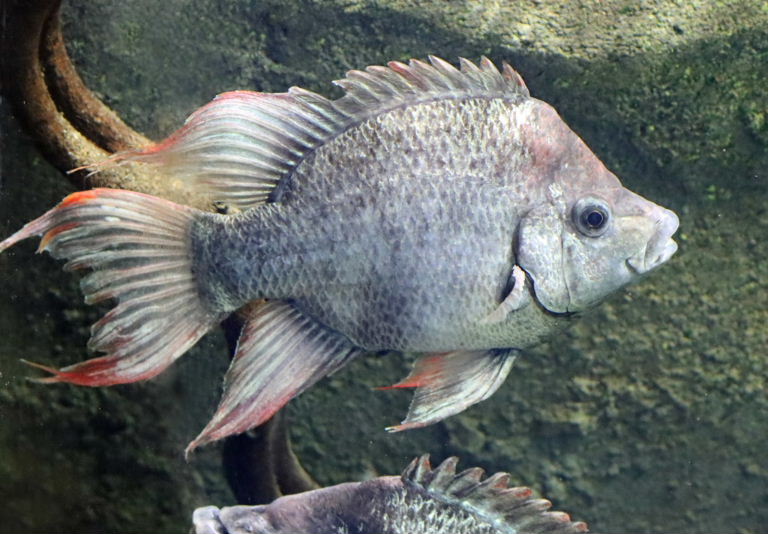 Mangarahara cichlid