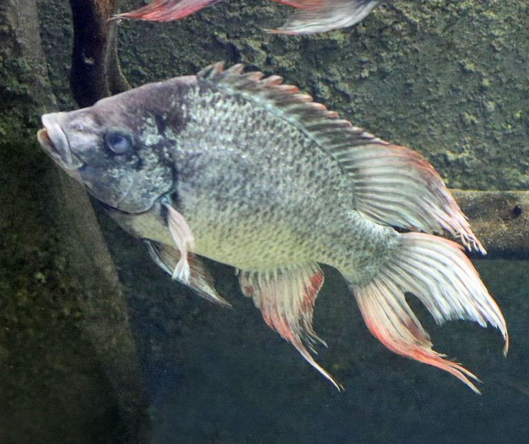Mangarahara cichlid