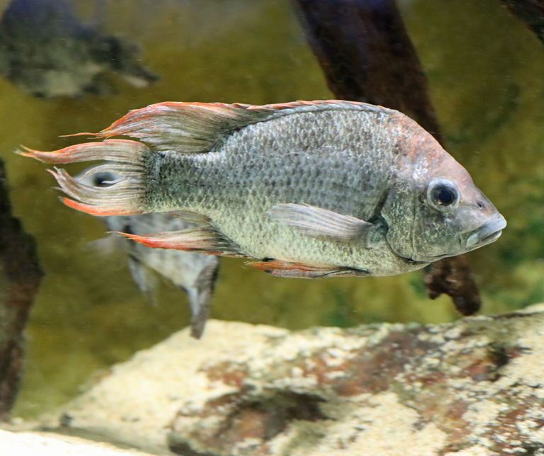 Mangarahara cichlid