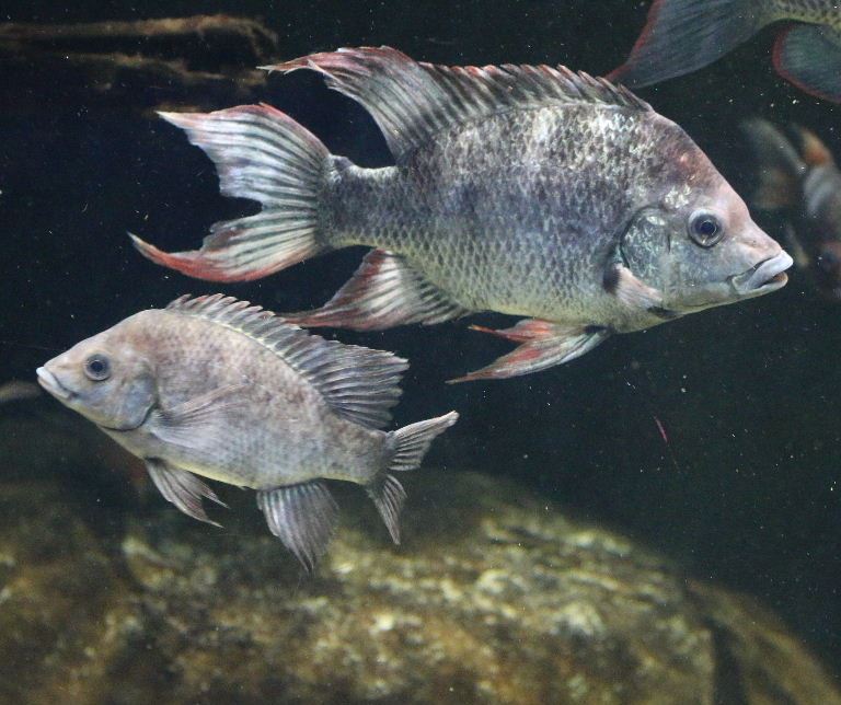 Mangarahara cichlid