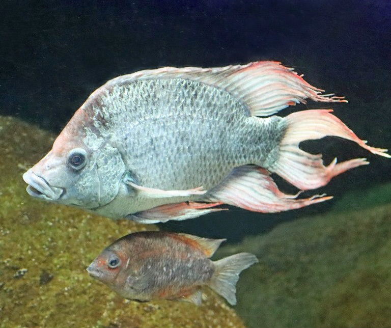 Mangarahara cichlid with Kotsvato