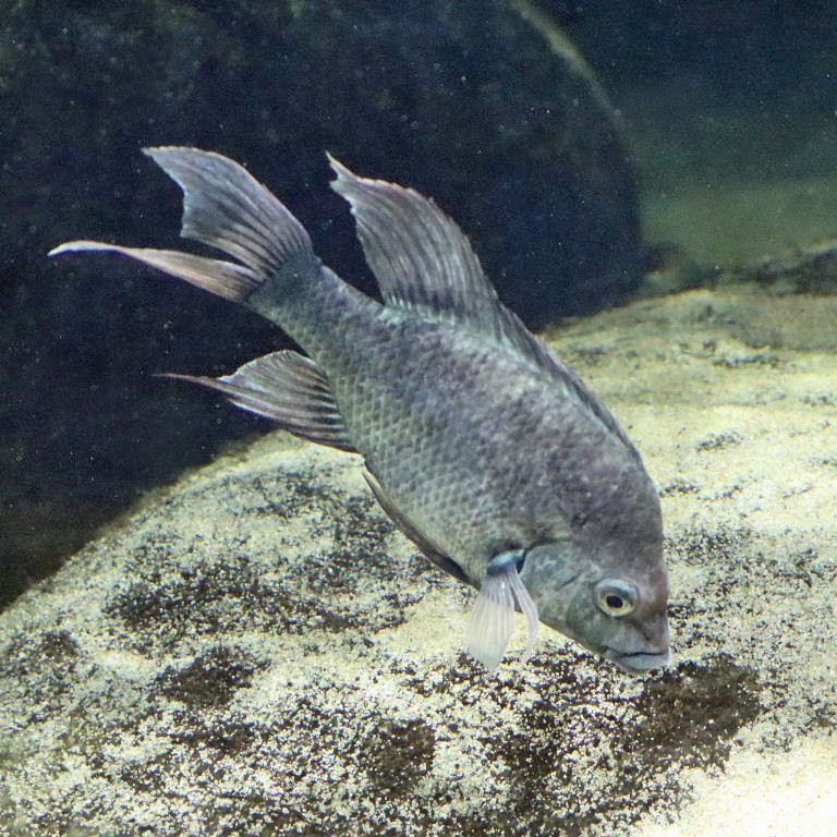 Mangarahara cichlid
