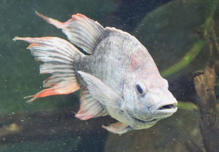 Mangarahara cichlid
