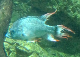 Mangarahara Damba