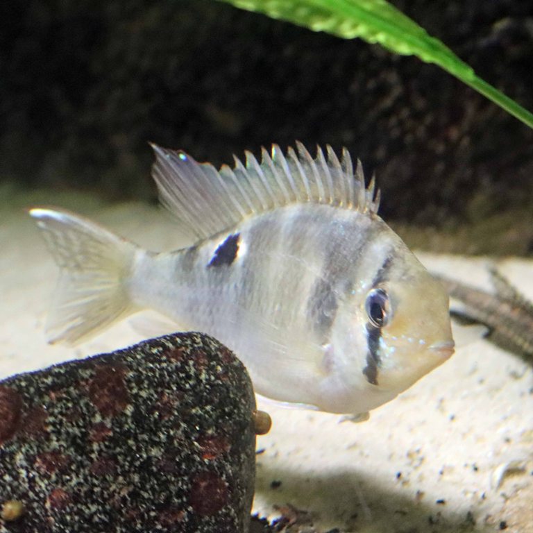 Green-streaked Eartheater