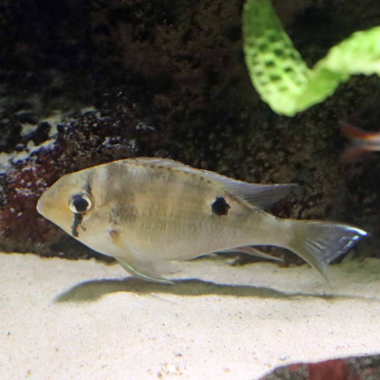 Green-streaked Eartheater
