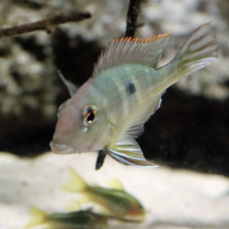 Redhead Tapajos Eartheater